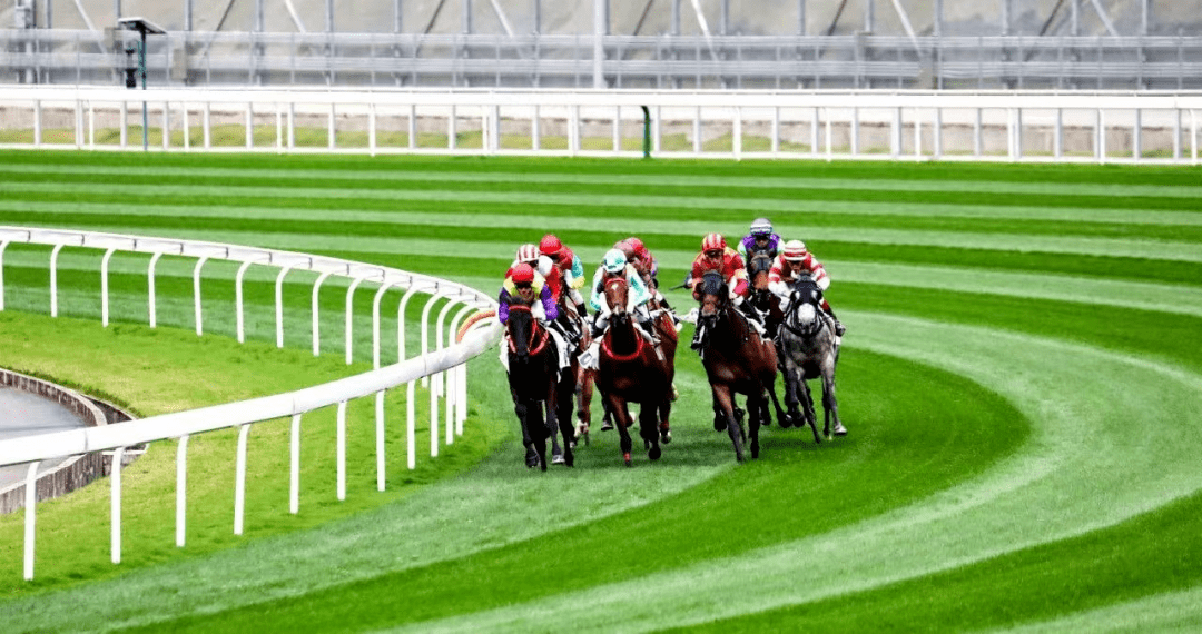 香港最准马会资料免费,香港最准马会资料免费，探索赛马世界的精准信息之源